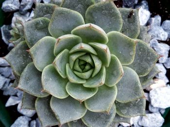 High angle view of succulent plant growing outdoors