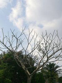 Low angle view of tree against sky