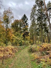 Trees in forest during autumn