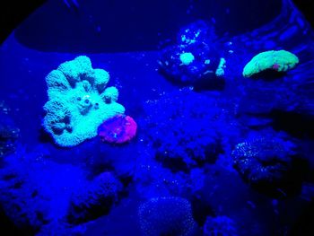 Jellyfish swimming in sea