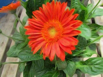 Close-up of red flowers