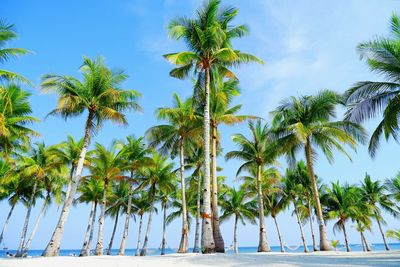 Palm trees on beach against sky