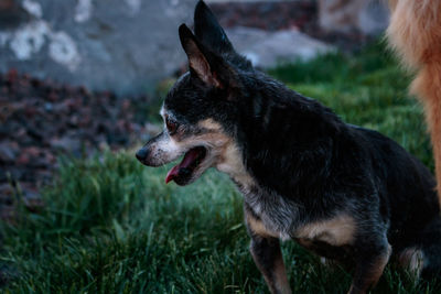 Close-up of dog looking away on field