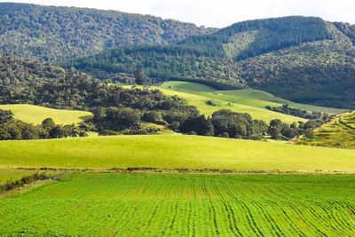 Scenic view of agricultural field