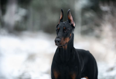 Portrait of a dog looking away