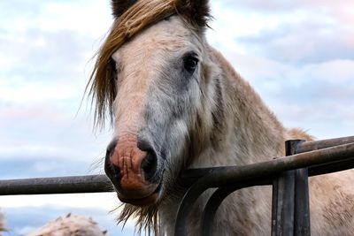 Close-up of horse against sky