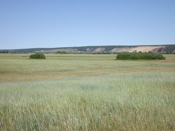 Scenic view of field against clear blue sky