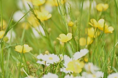 Close-up of yellow flowers blooming outdoors