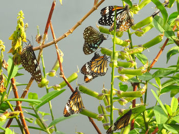 Butterfly on leaf