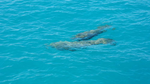 High angle view of fish in sea