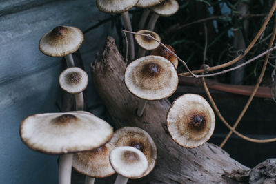 Close-up of mushrooms growing on tree