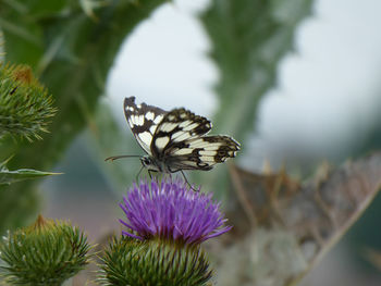 Close-up of butterfly pollinating on purple flower