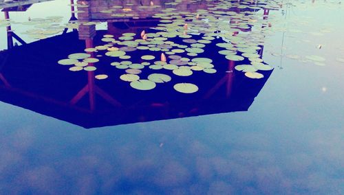 High angle view of flowers floating on water