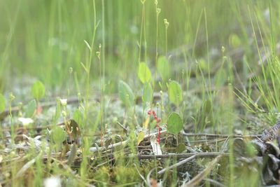 Close-up of plants growing on land