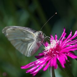 Close-up of butterfly pollinating flower