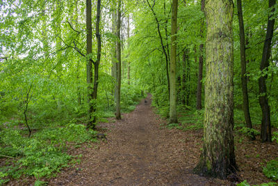 Dirt road amidst trees in forest