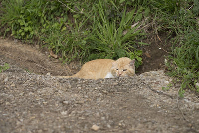 Portrait of cat relaxing outdoors