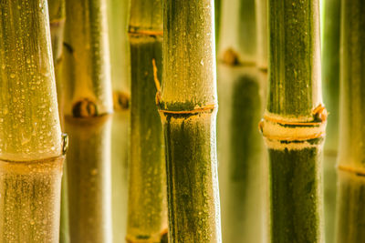 Full frame shot of bamboo plants