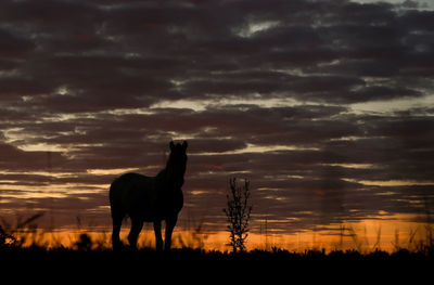 Horse silhouette horse standing on field against sky during sunset