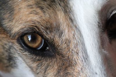 Close-up portrait of a dog