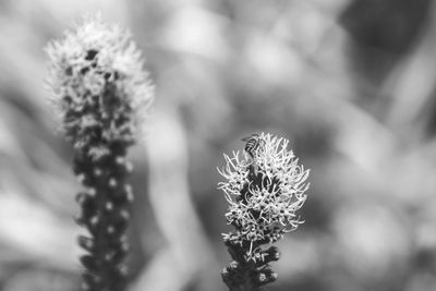 Close-up of flowering plant