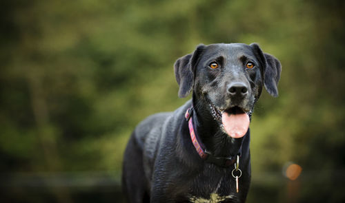 Portrait of black dog