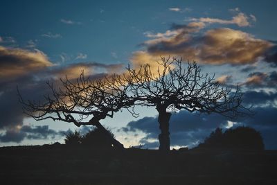 Silhouette bare tree against sky