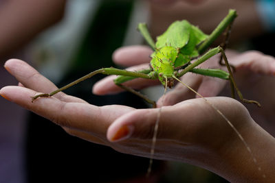 Cropped hands of people holding heteropteryx dilatata