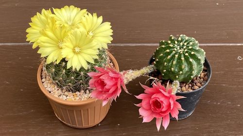 High angle view of succulent plant on table