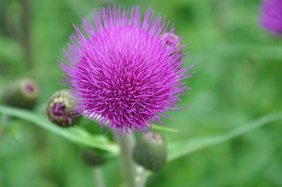 Close-up of purple thistle flower