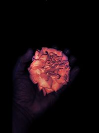 Close-up of hand holding flower over black background