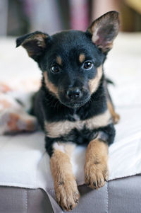 Portrait of puppy sitting at home