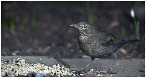 Close-up of bird