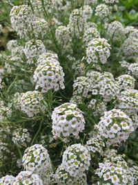 Close-up of white flowering plants