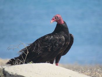 Close-up of bird perching on a rock