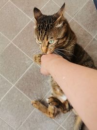 Cat holding hand on tiled floor