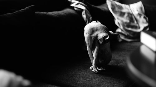 High angle view of sphynx hairless cat on floor