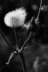 Close-up of dandelion against blurred background