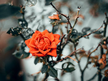 Close-up of red rose on branch