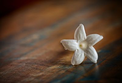 Close-up of frangipani on table