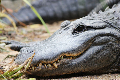 Close-up of crocodile