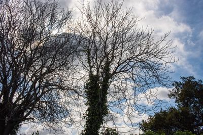 Low angle view of trees against sky