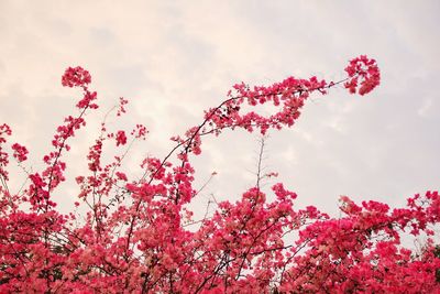 Low angle view of pink flowering plant against sky