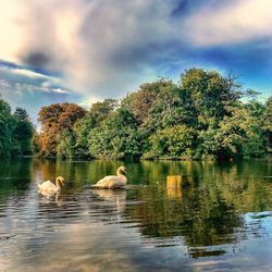 Swans swimming in lake against sky