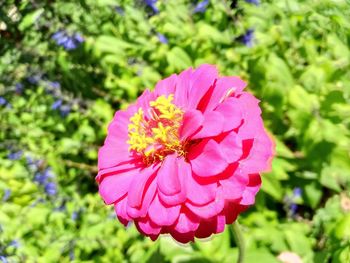 Close-up of pink flowering plant