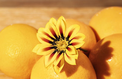 Orange fruit and orange  gazania flower