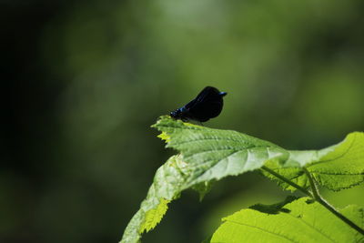 Close-up of insect on leaf