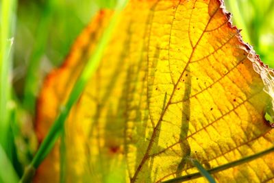 Close-up of autumnal leaves