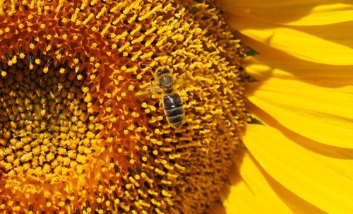 Close-up of bee pollinating on sunflower