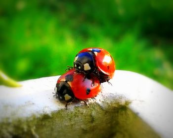 Close-up of ladybug